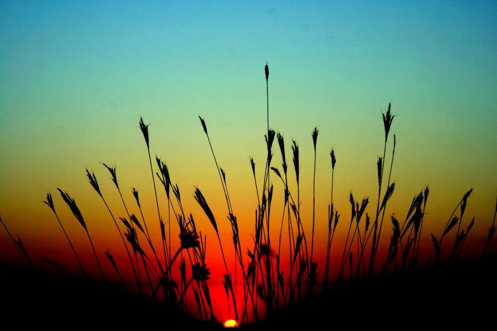 risen, sun, grass-861218.jpg