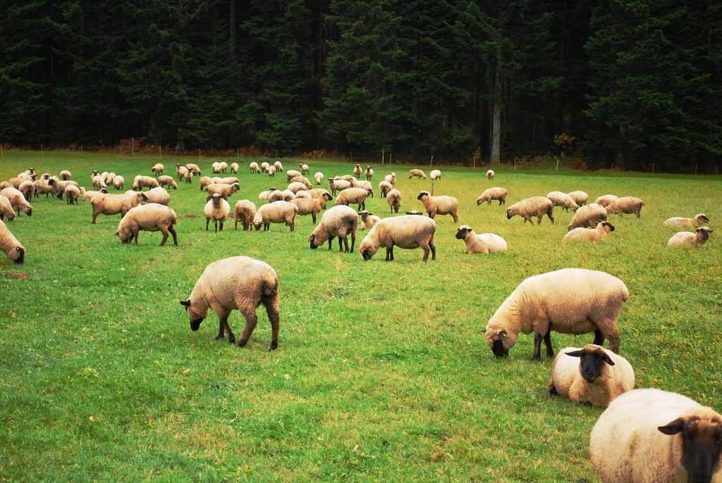 sheep, herd, lamb-274574.jpg